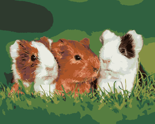 Malen nach Zahlen - MEERSCHWEINCHEN AUF DEM GRAS