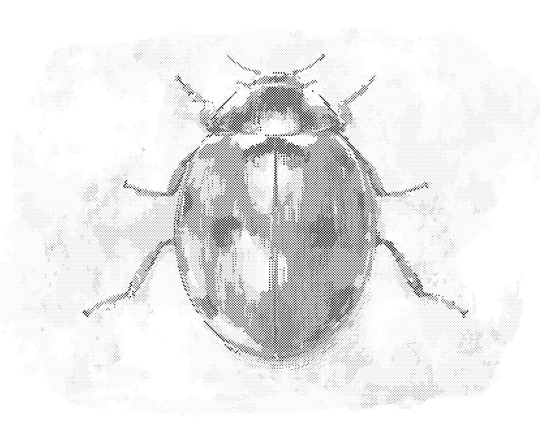 Punktmalerei - GROSSER MARIENKÄFER