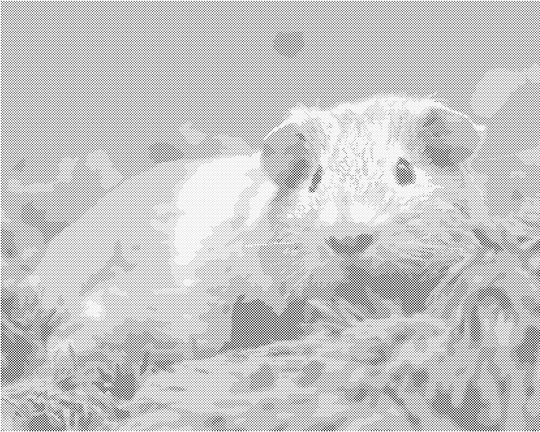 Punktmalerei - MEERSCHWEINCHEN AUF EINEM BLAUEN TEPPICH